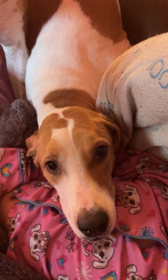 Enlarge Bailey, a Adoptable Coonhound in Petaluma, CA image 1/2