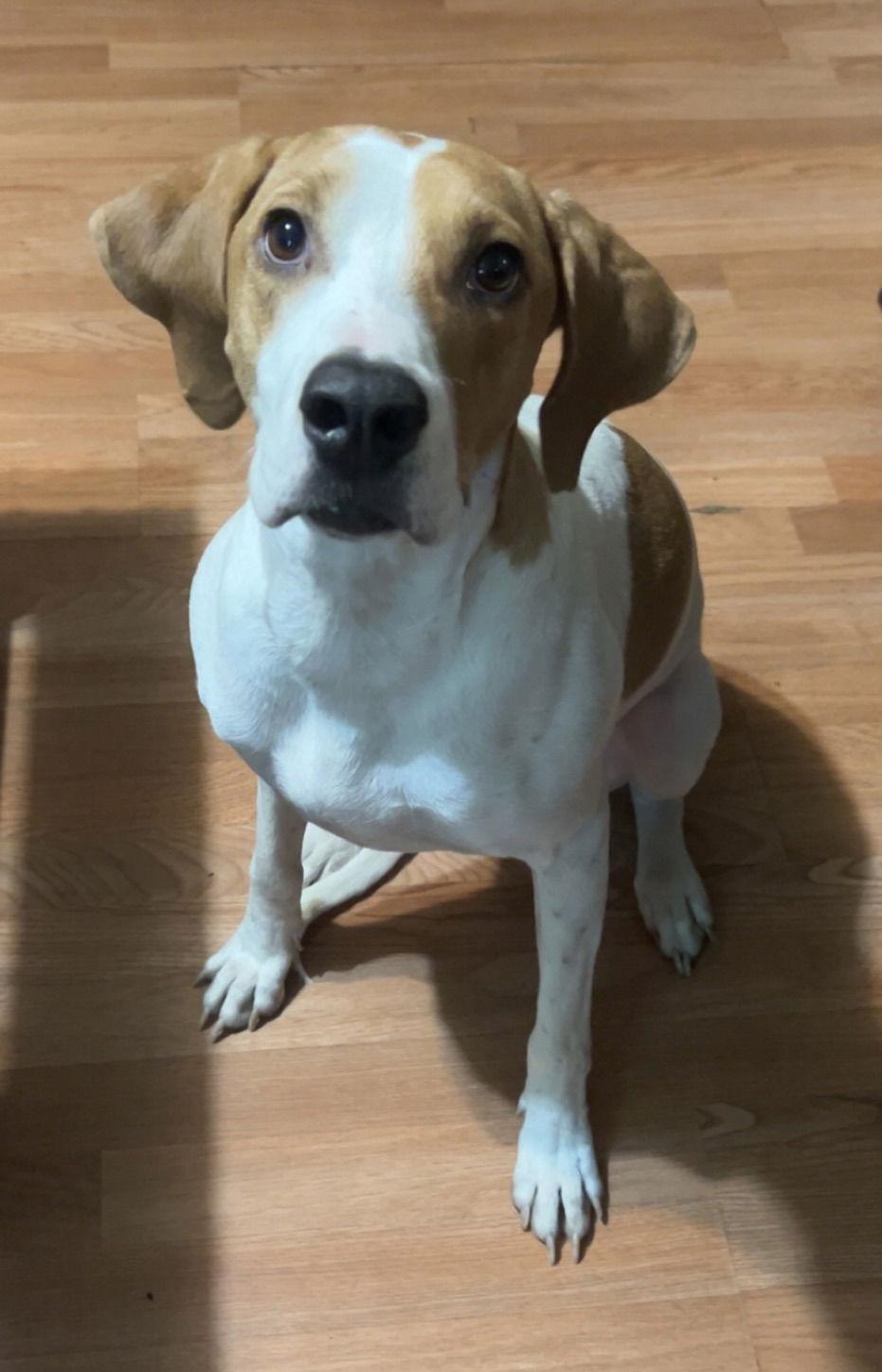 Enlarge Bailey, a Adoptable Coonhound in Petaluma, CA image 2/2