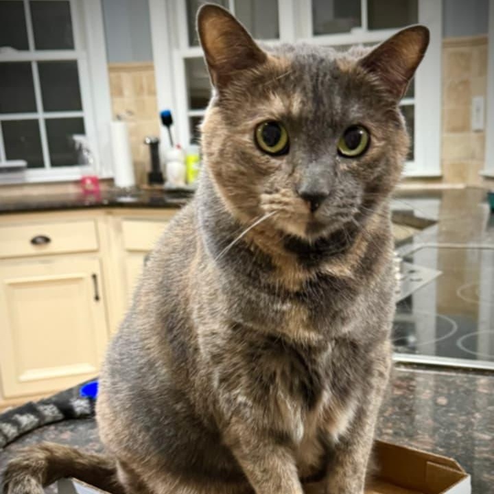 Enlarge Dolly, a Adoptable Domestic Medium Hair in McDonough, GA image 2/3