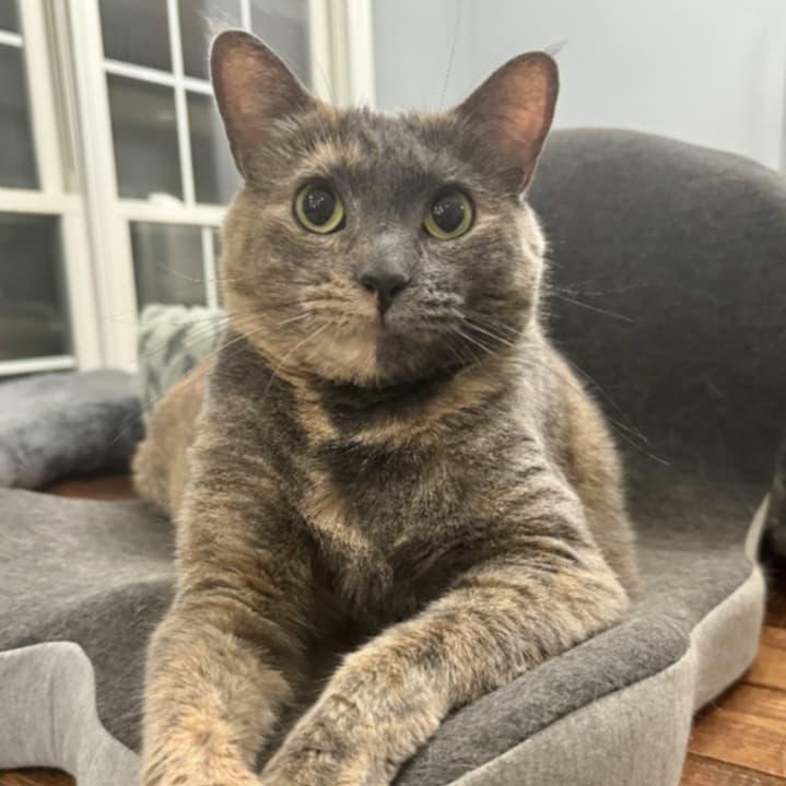 Dolly, Adoptable, Adult Female Domestic Medium Hair.
