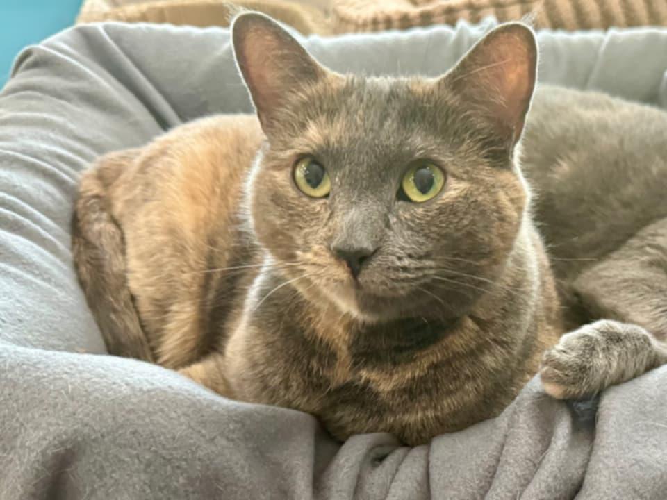 Enlarge Dolly, a Adoptable Domestic Medium Hair in McDonough, GA image 3/3