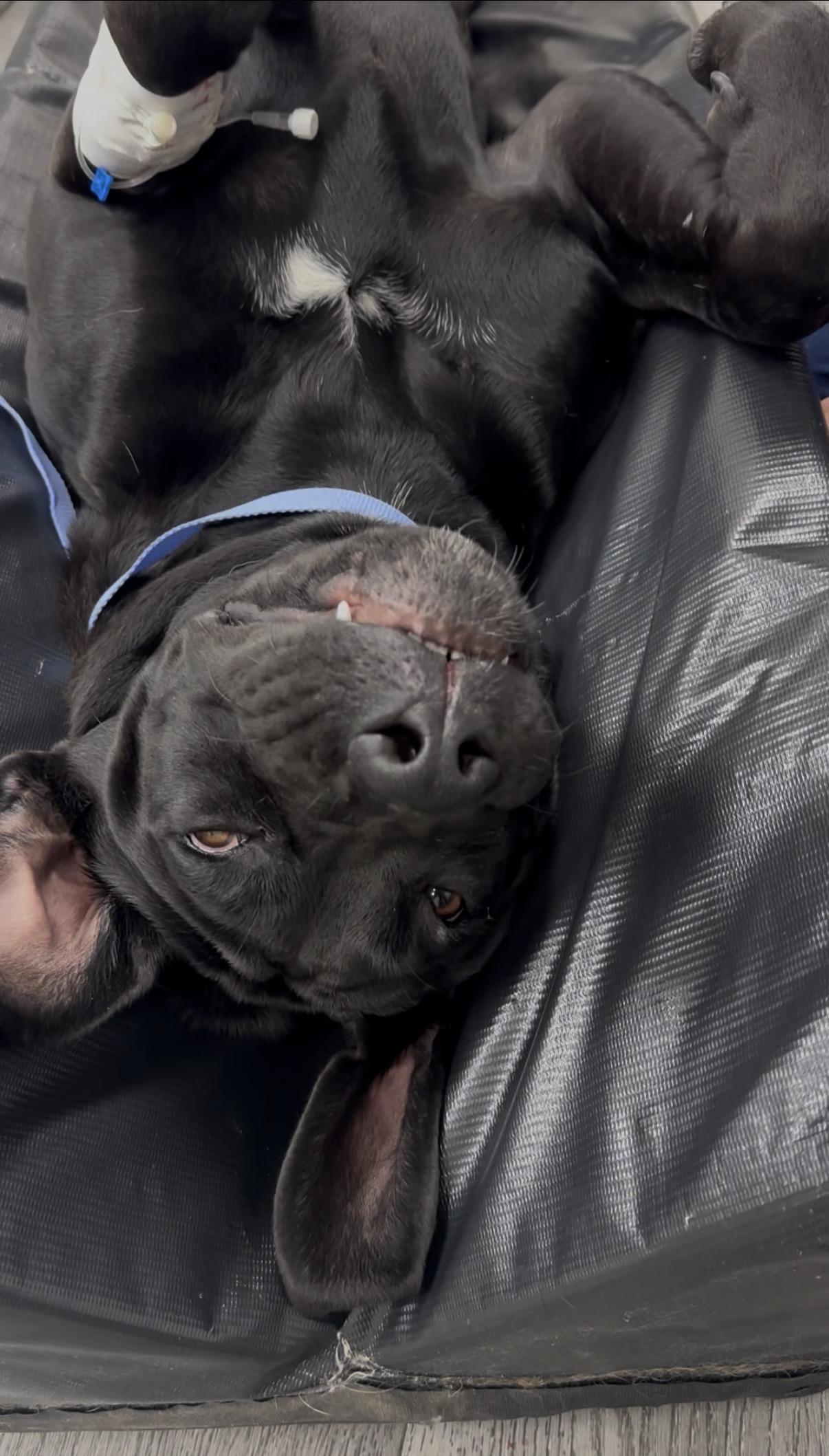 Enlarge Maybeline, a Adoptable Cane Corso in Virginia Beach , VA image 2/2