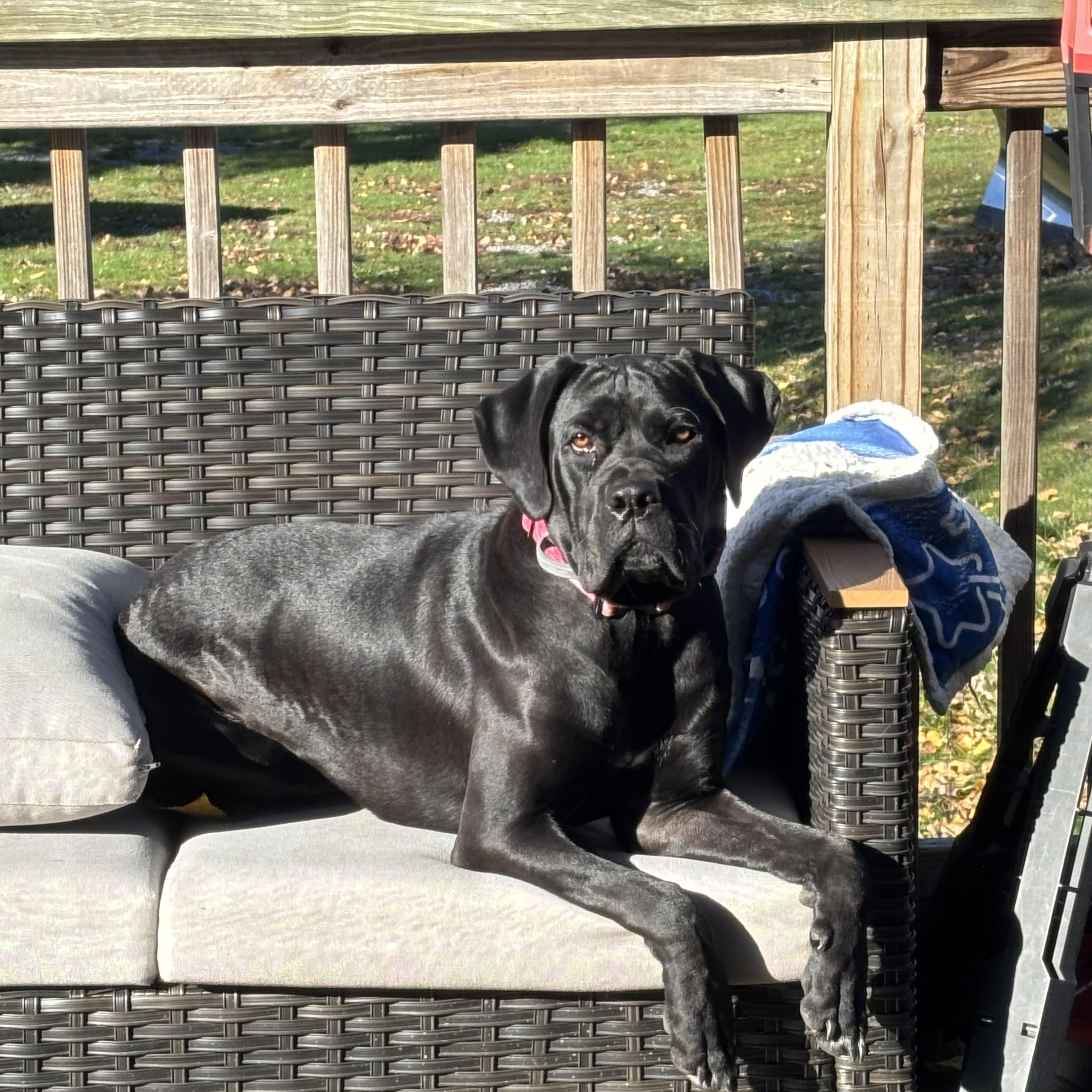 Maybeline, Adoptable, Young Female Cane Corso.