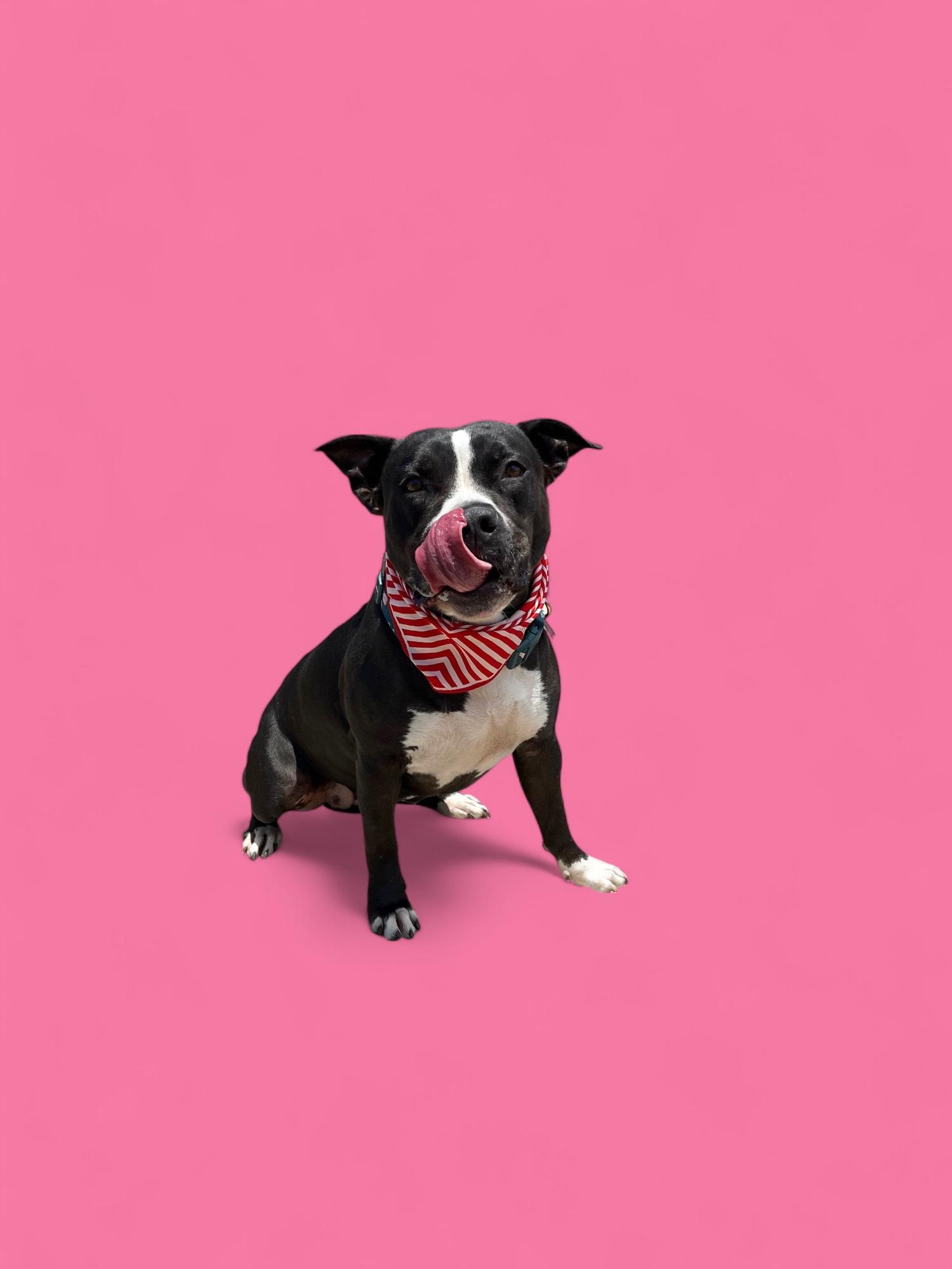 Starlight Starbright-ADOPT Me!