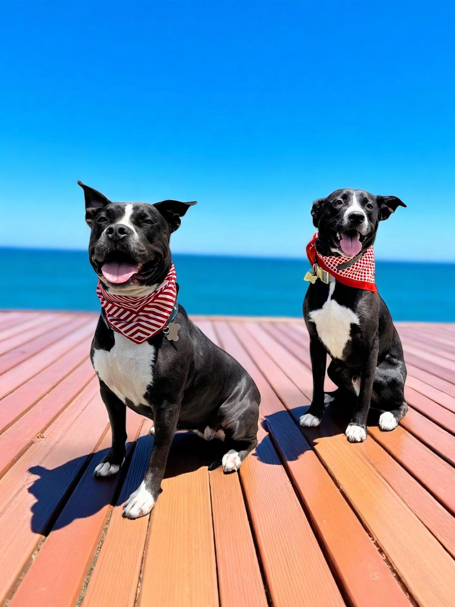 Starlight Starbright-ADOPT Me!