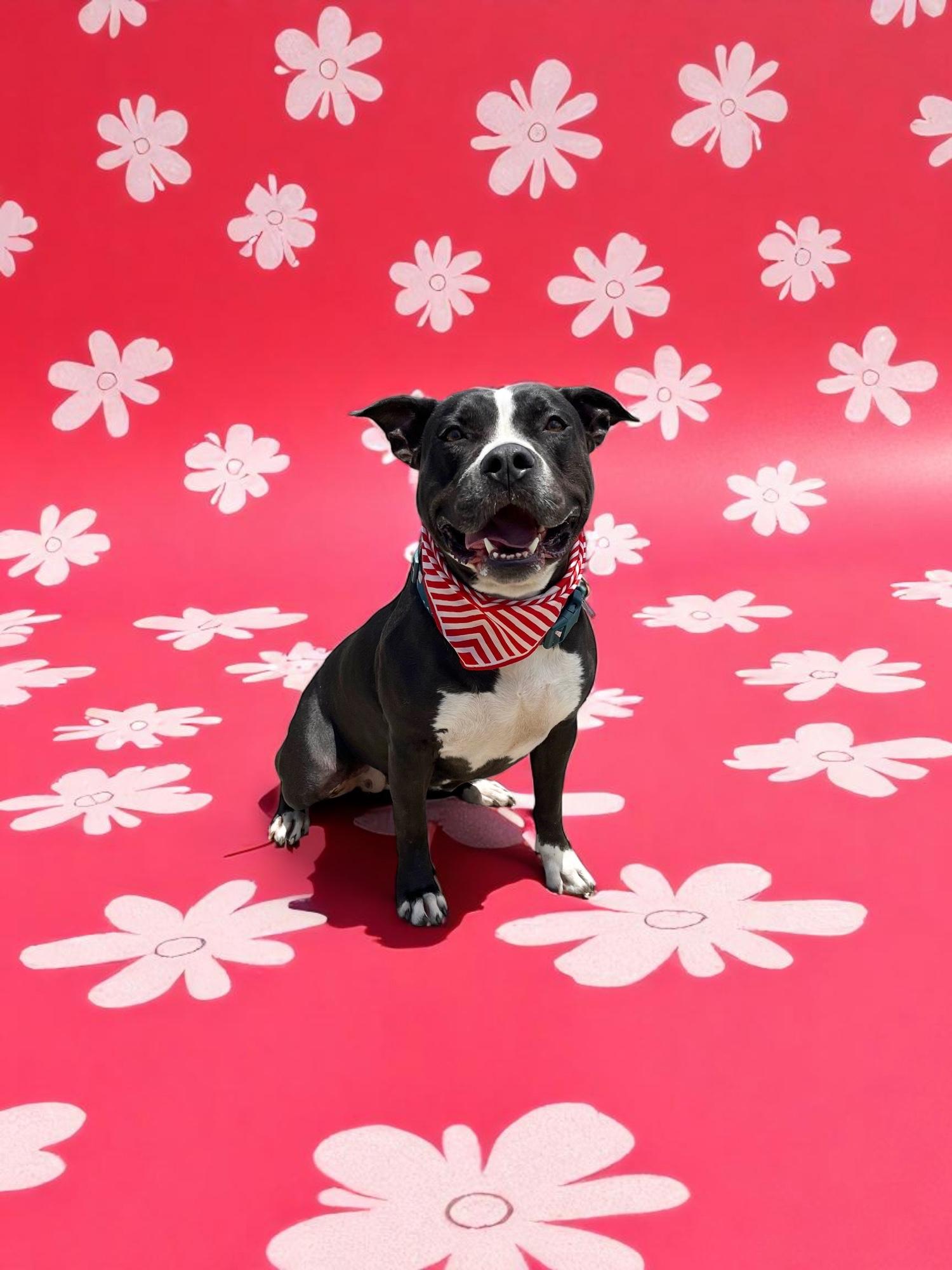 Starlight Starbright-ADOPT Me!