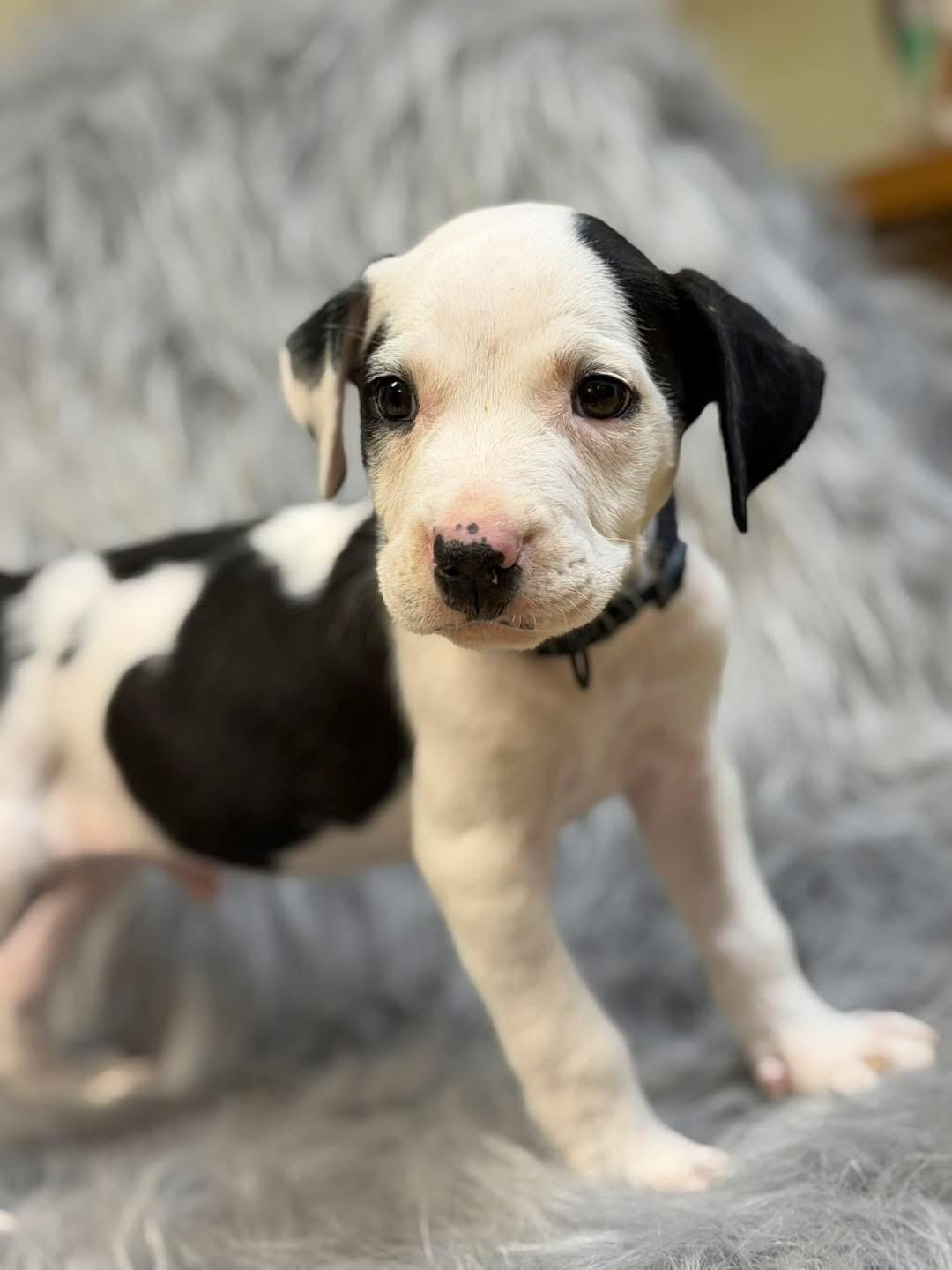 Enlarge Stevie, an adopted mixed breed in Lutz, FL image 1/1