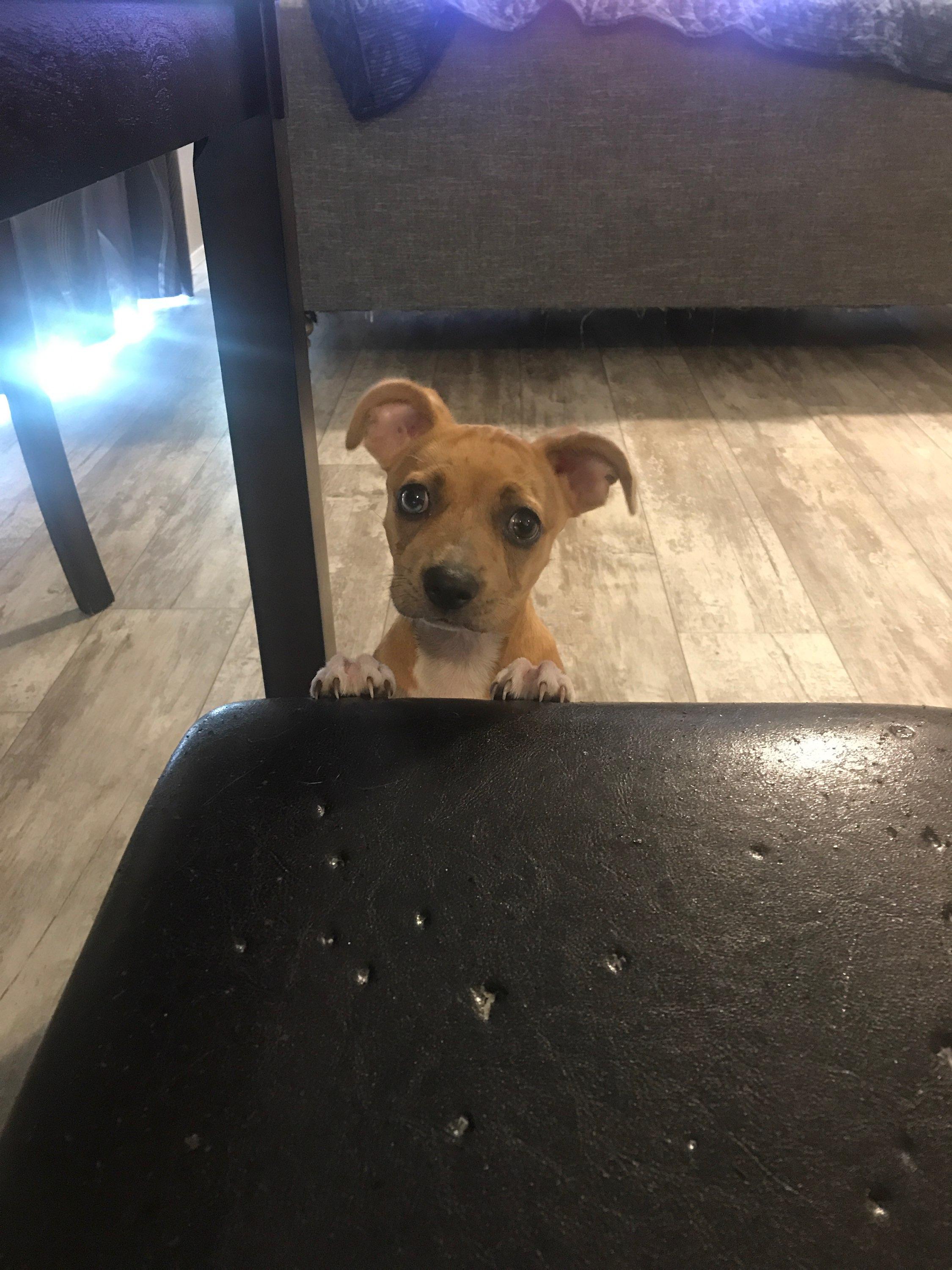 Honeydukes, Adopted, Puppy Female Basenji & Chihuahua.