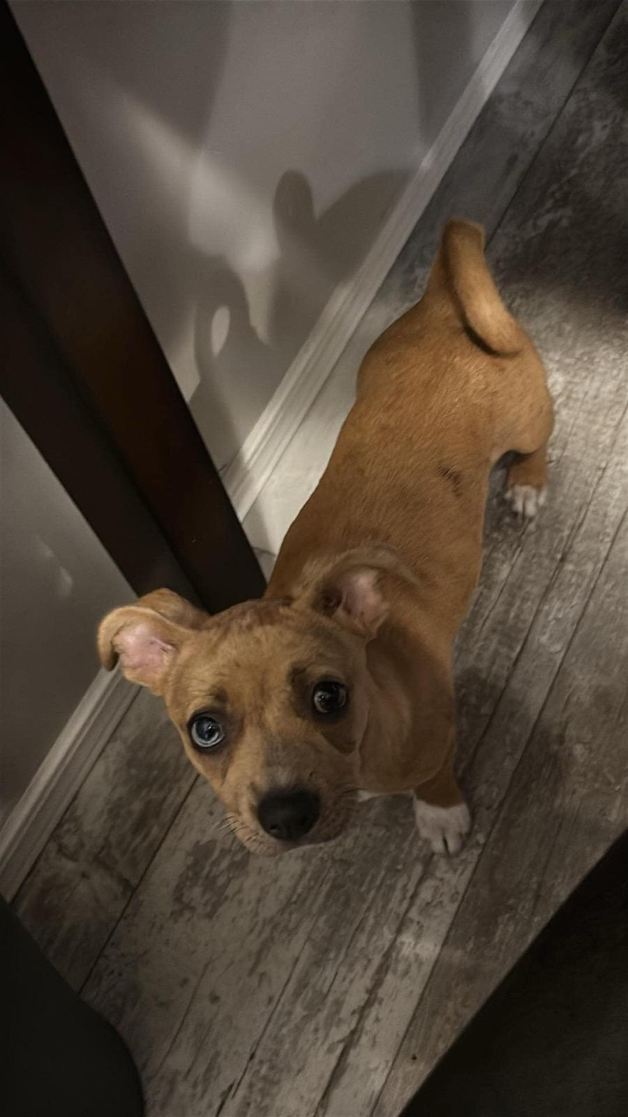 Honeydukes, a Adopted mixed breed in Loxahatchee, FL image 2/2