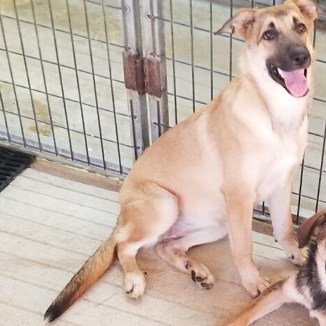 Enlarge Wynona, a Adoptable mixed breed in Floresville, TX image 1/2