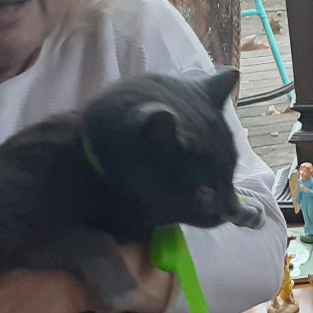 Pindar, Adoptable, Senior Male Russian Blue.