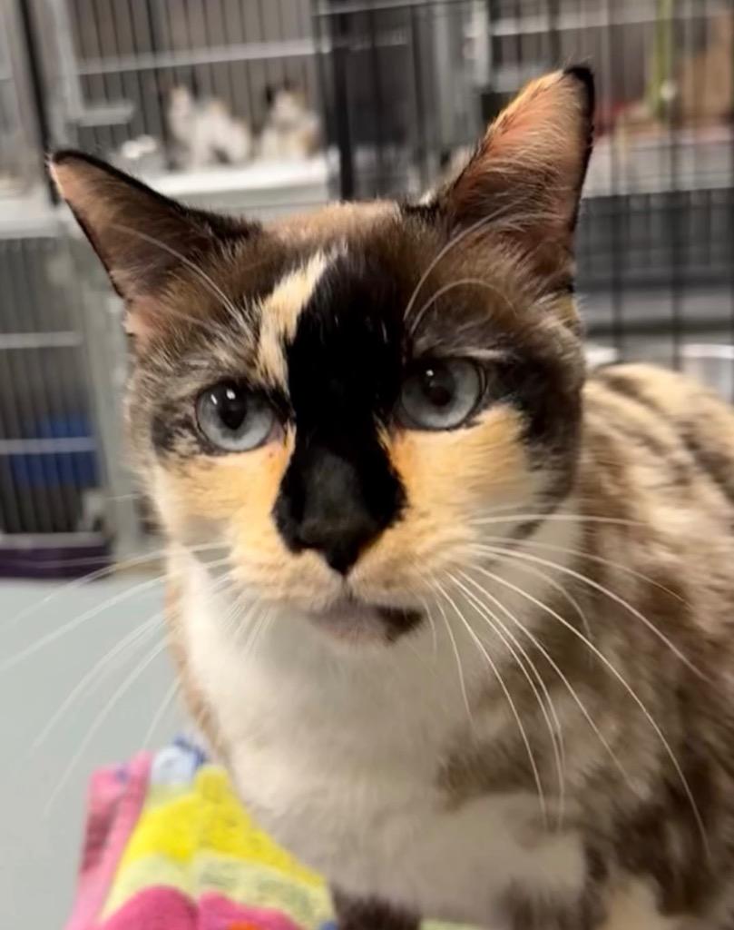 Enlarge Odessa, a Adoptable Calico in Little Rock, AR image 1/1