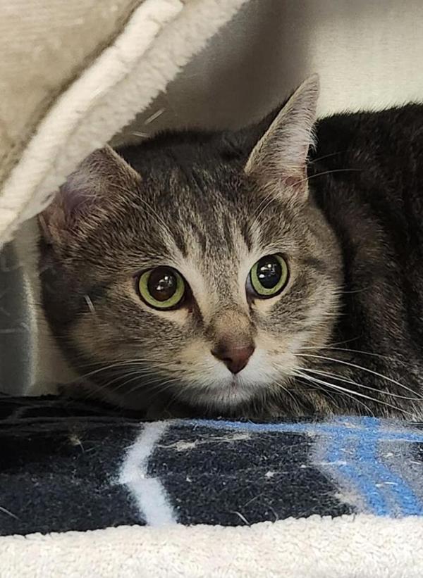 Poppy, Adoptable, Adult Female Domestic Short Hair.