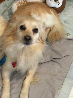 Arnold, Adopted, Adult Male Pomeranian & Chihuahua.