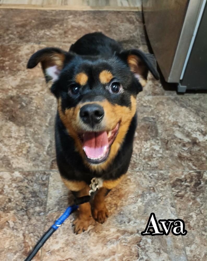 Ava, Adoptable, Adult Female Rottweiler & Australian Cattle Dog / Blue Heeler.