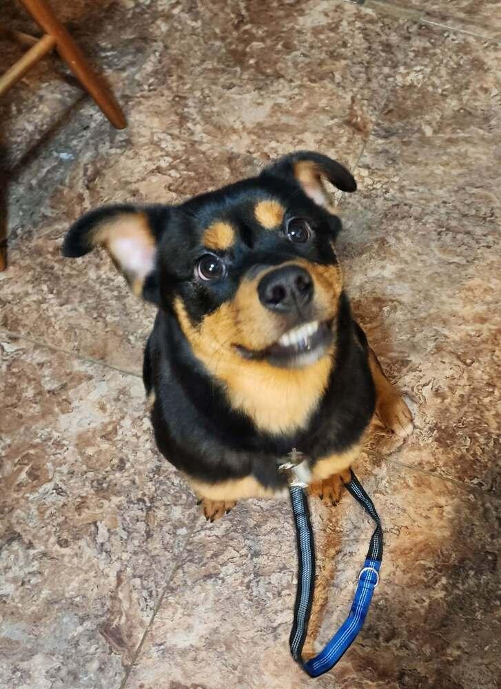 Enlarge Ava, a Adoptable mixed breed in Tulsa, OK image 2/3