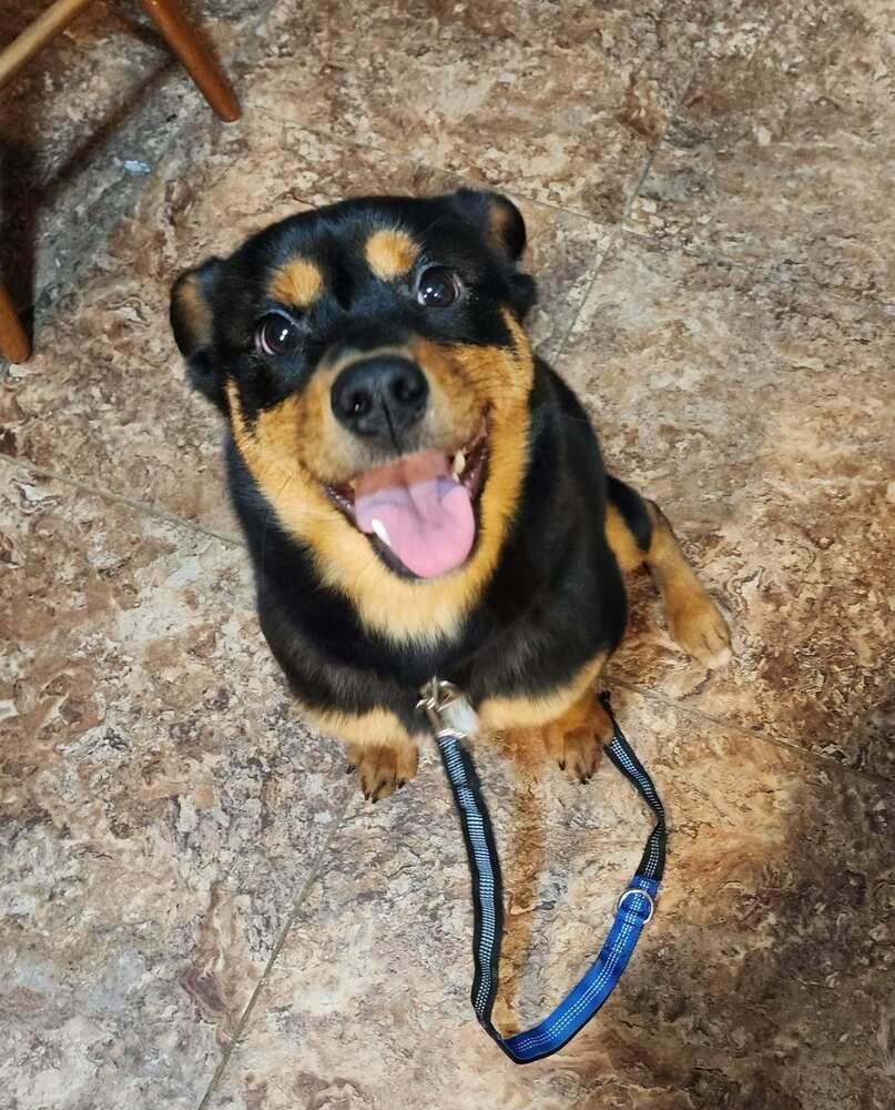 Enlarge Ava, a Adoptable mixed breed in Tulsa, OK image 3/3