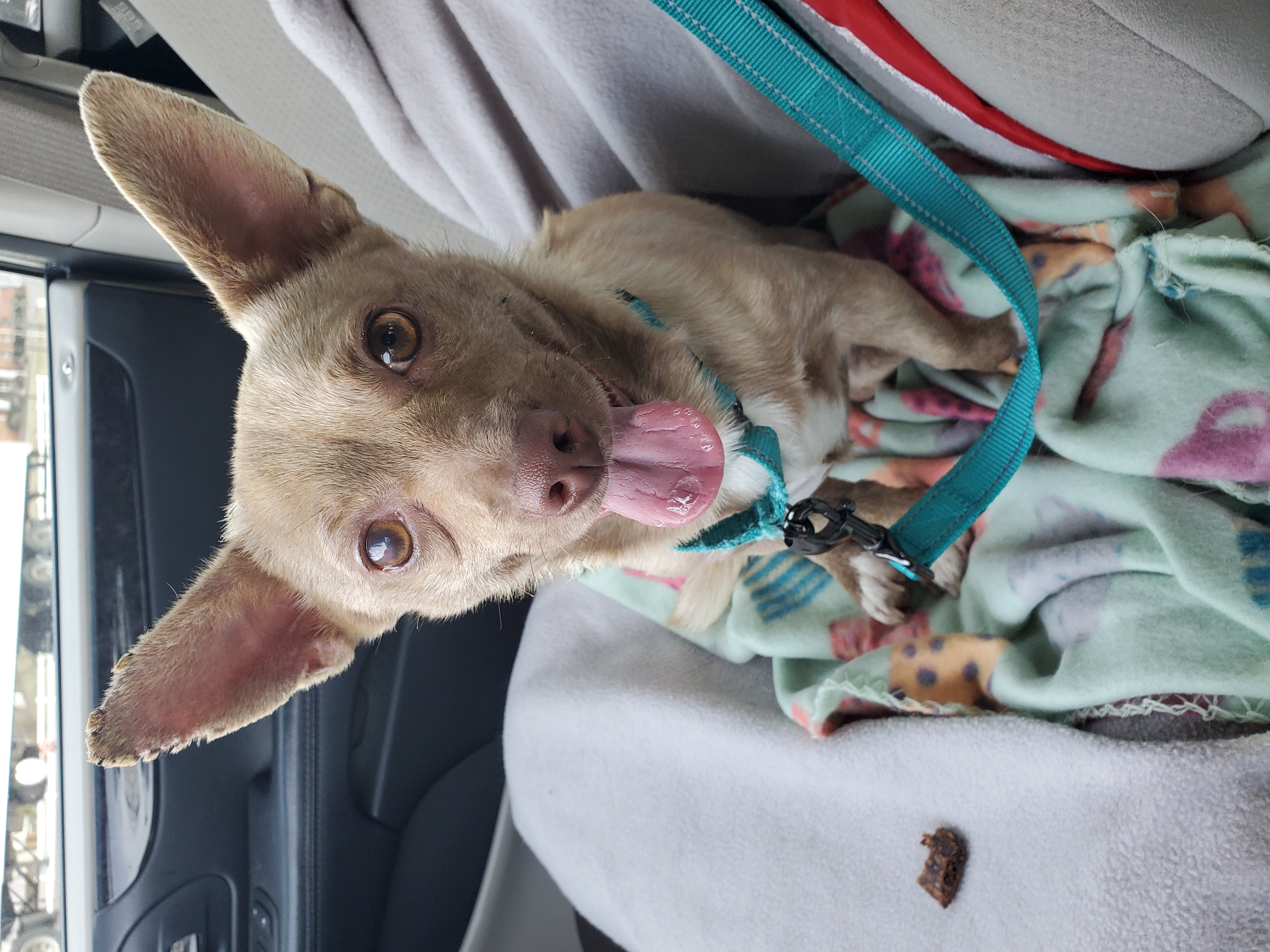 Honey, Adoptable, Adult Female Feist.