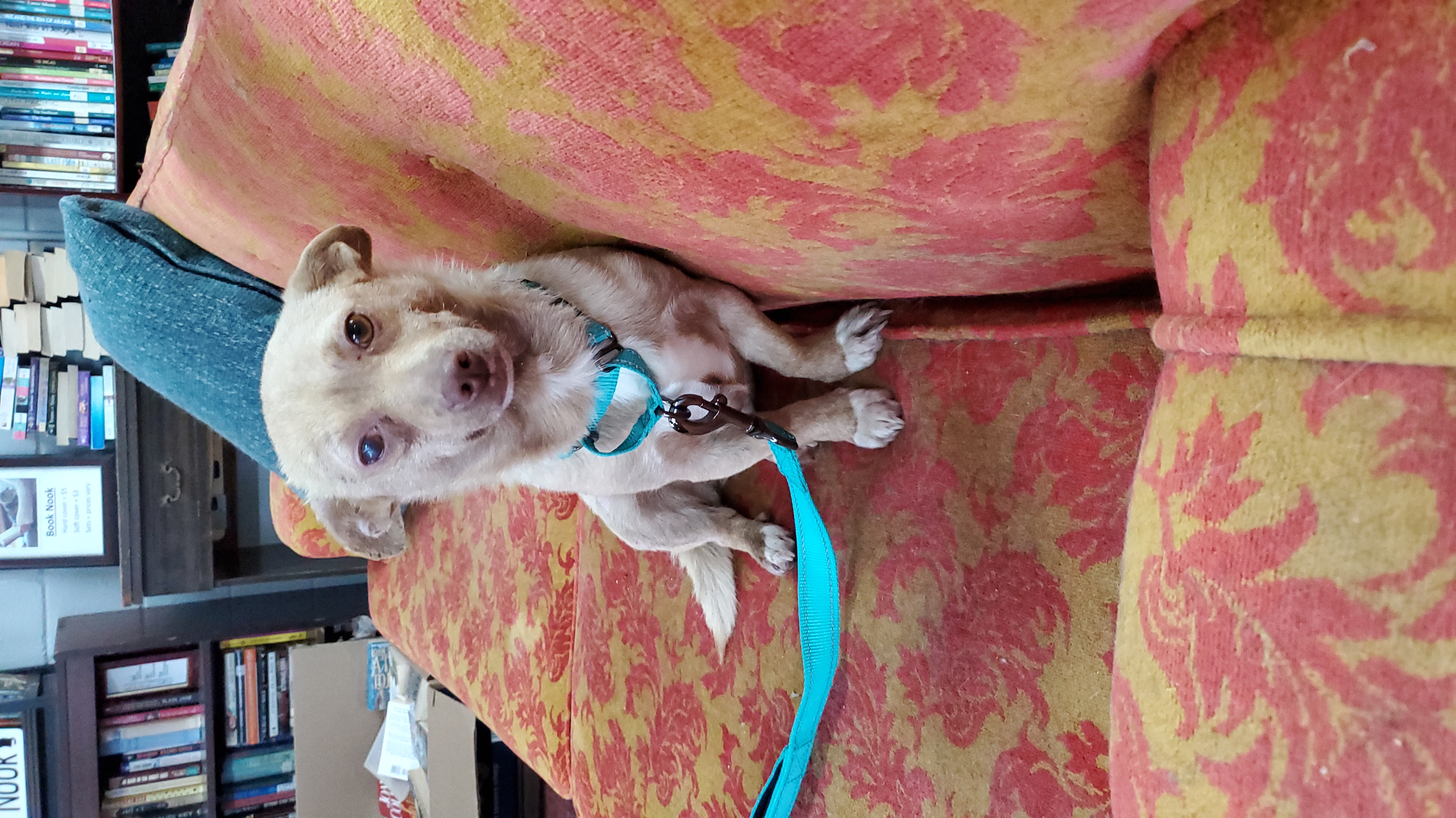 Enlarge Honey, a Adoptable Feist in Camden, TN image 3/4