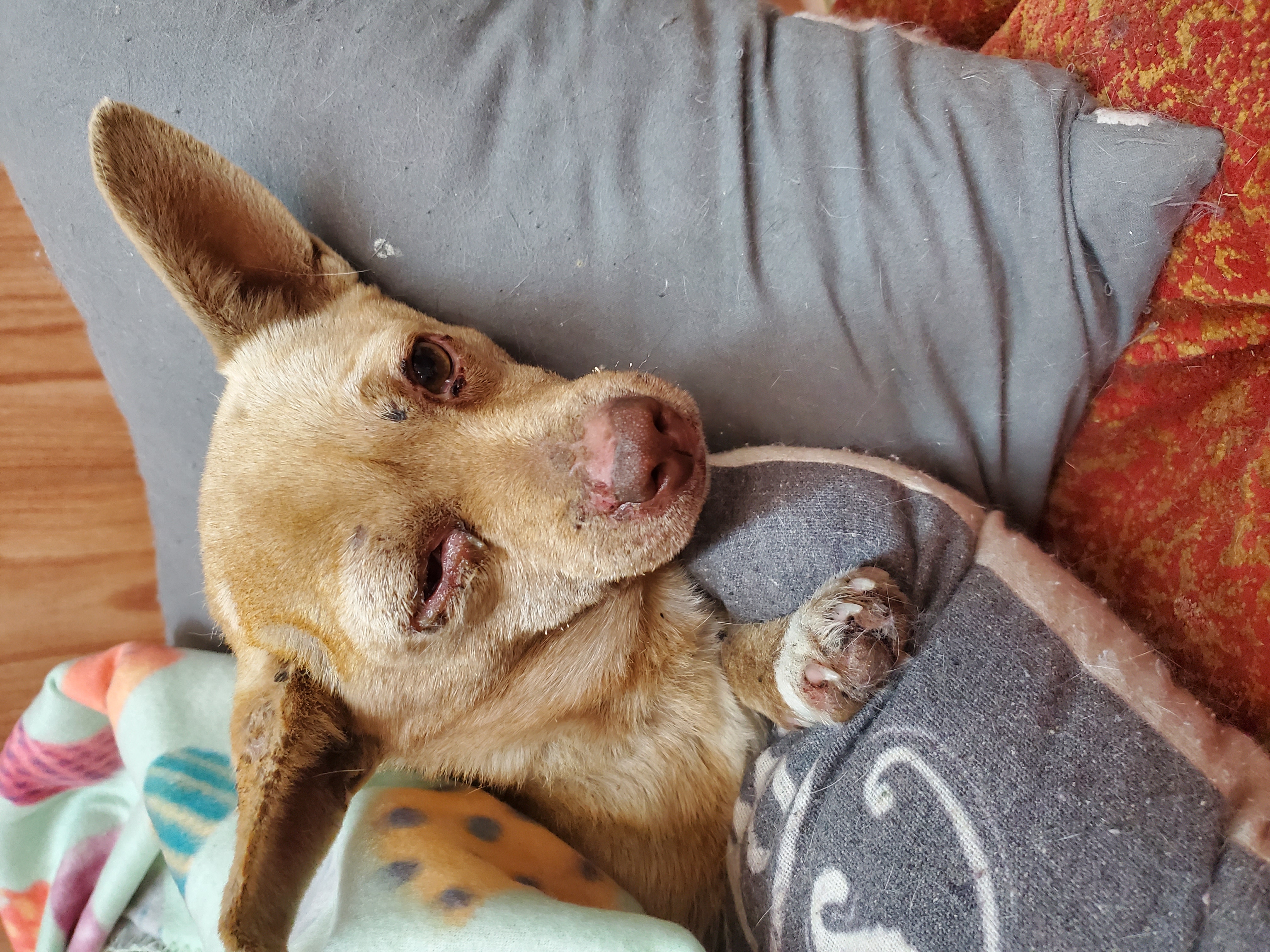 Enlarge Honey, a Adoptable Feist in Camden, TN image 4/4