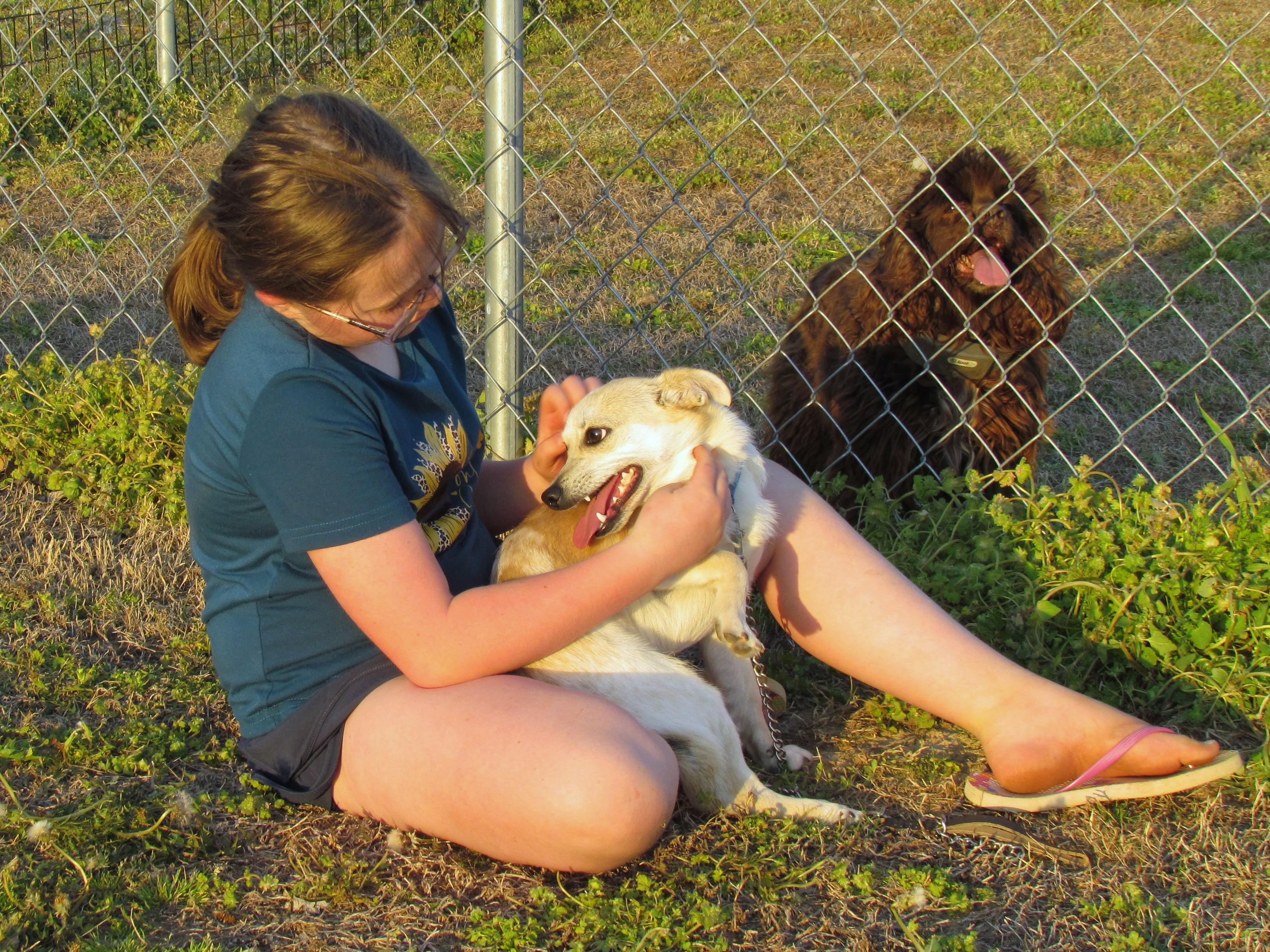 Enlarge HOWIE, a Adoptable mixed breed in Newburgh, NY image 6/6