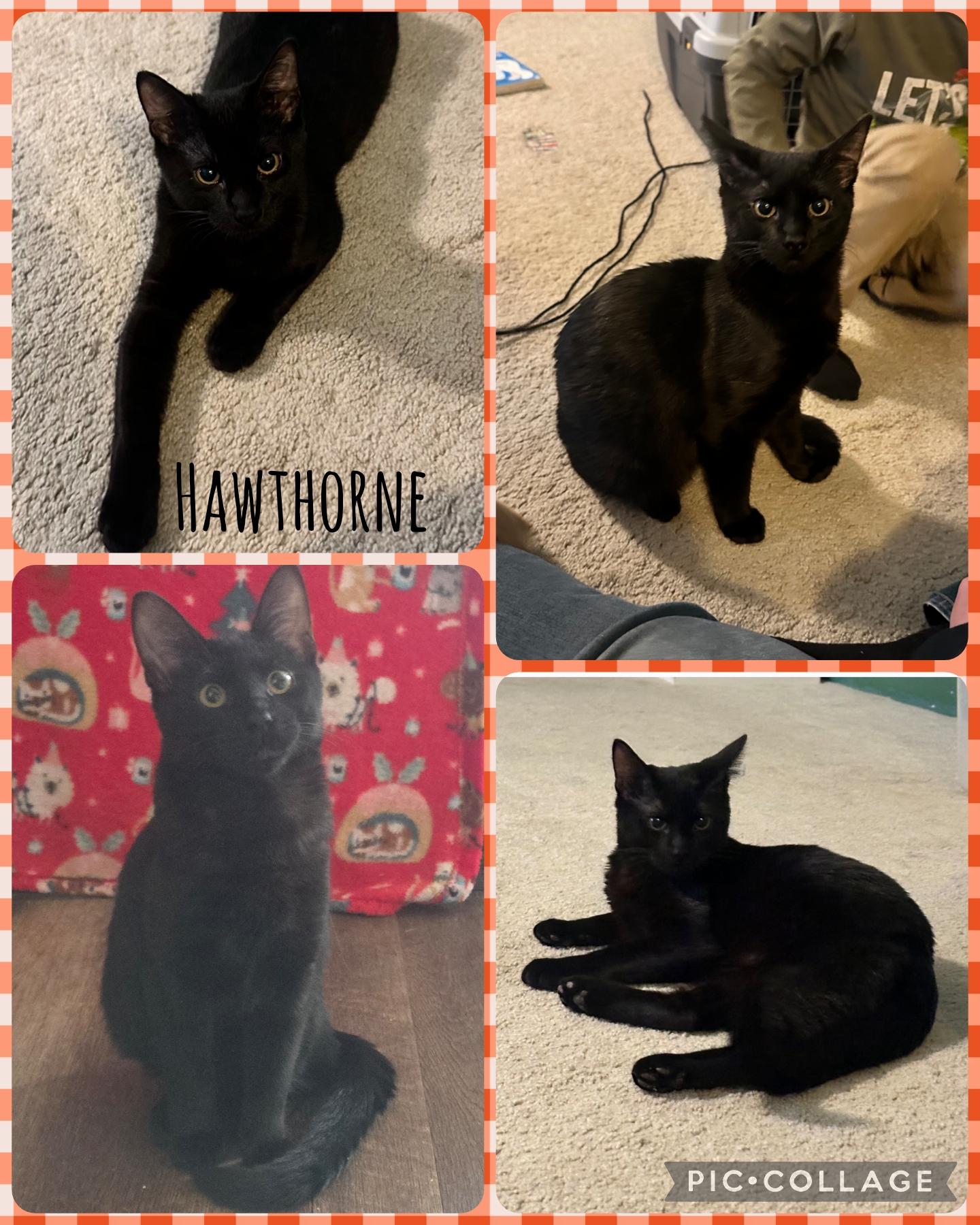 Hawthorne, Adoptable, Young Male Domestic Short Hair.