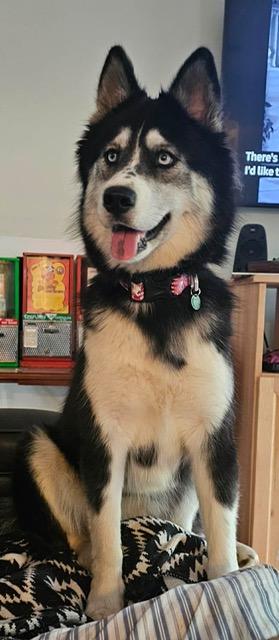 Enlarge Li'l Miss (Sweetest Little pup), a ADOPTABLE mixed breed in Newfoundland, PA image 1/3