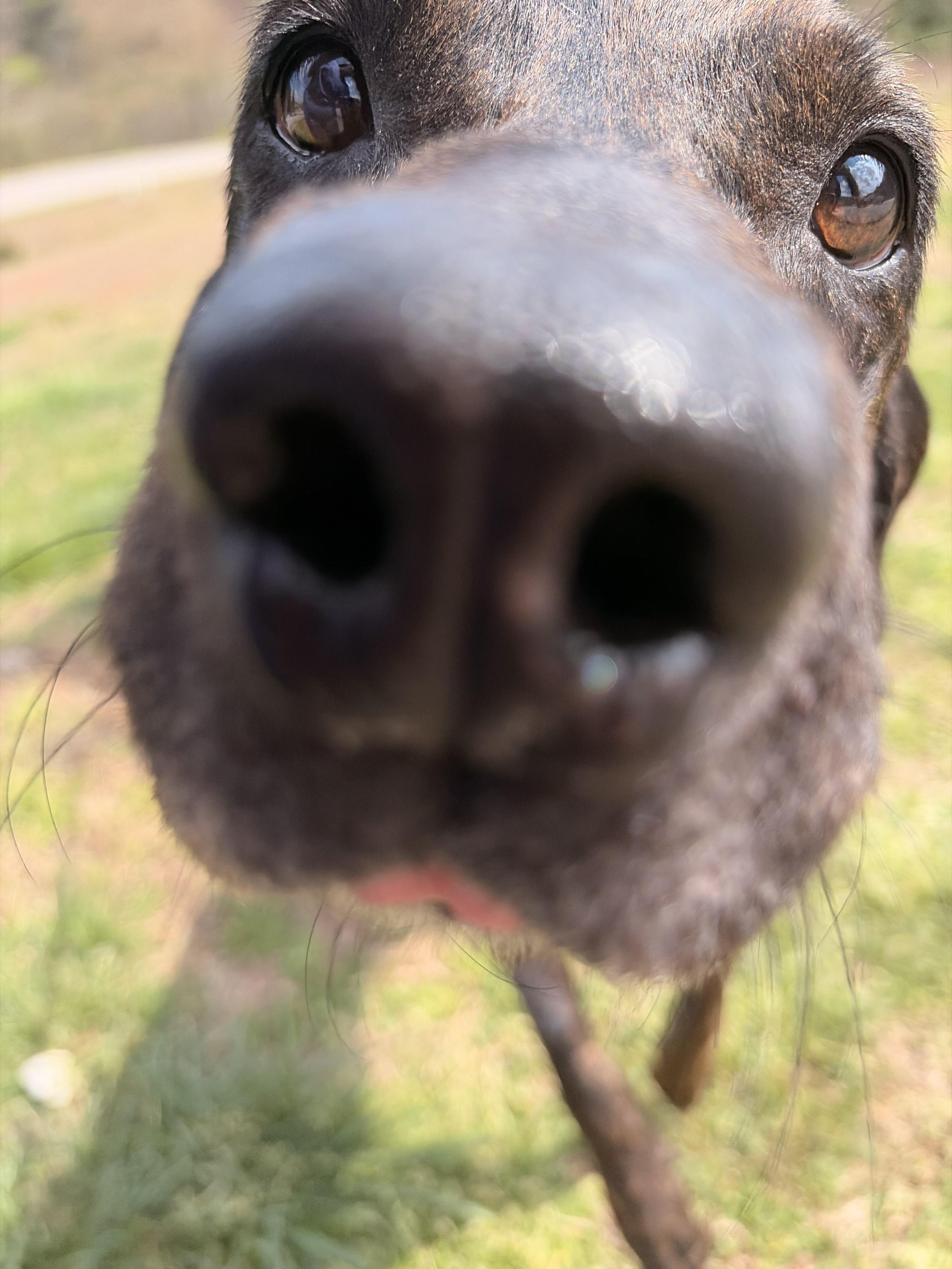 Enlarge Beans, a ADOPTABLE mixed breed in Franklin, NC image 2/5