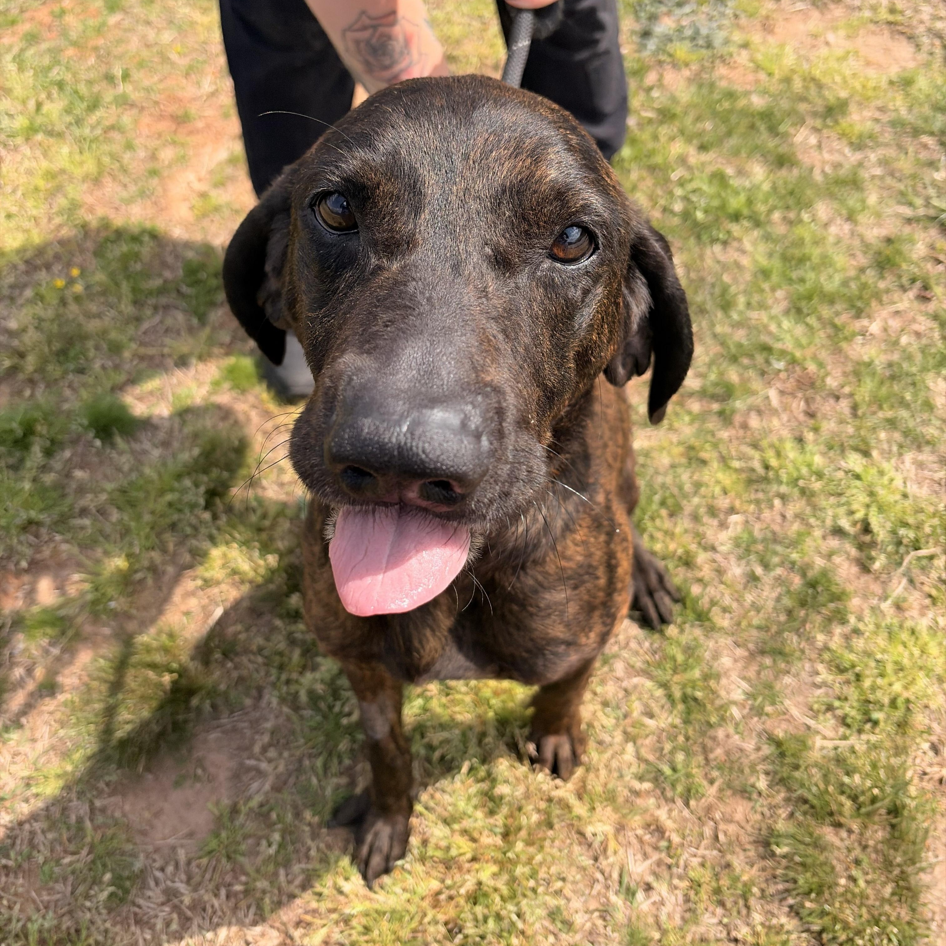 Enlarge Beans, a ADOPTABLE mixed breed in Franklin, NC image 3/5