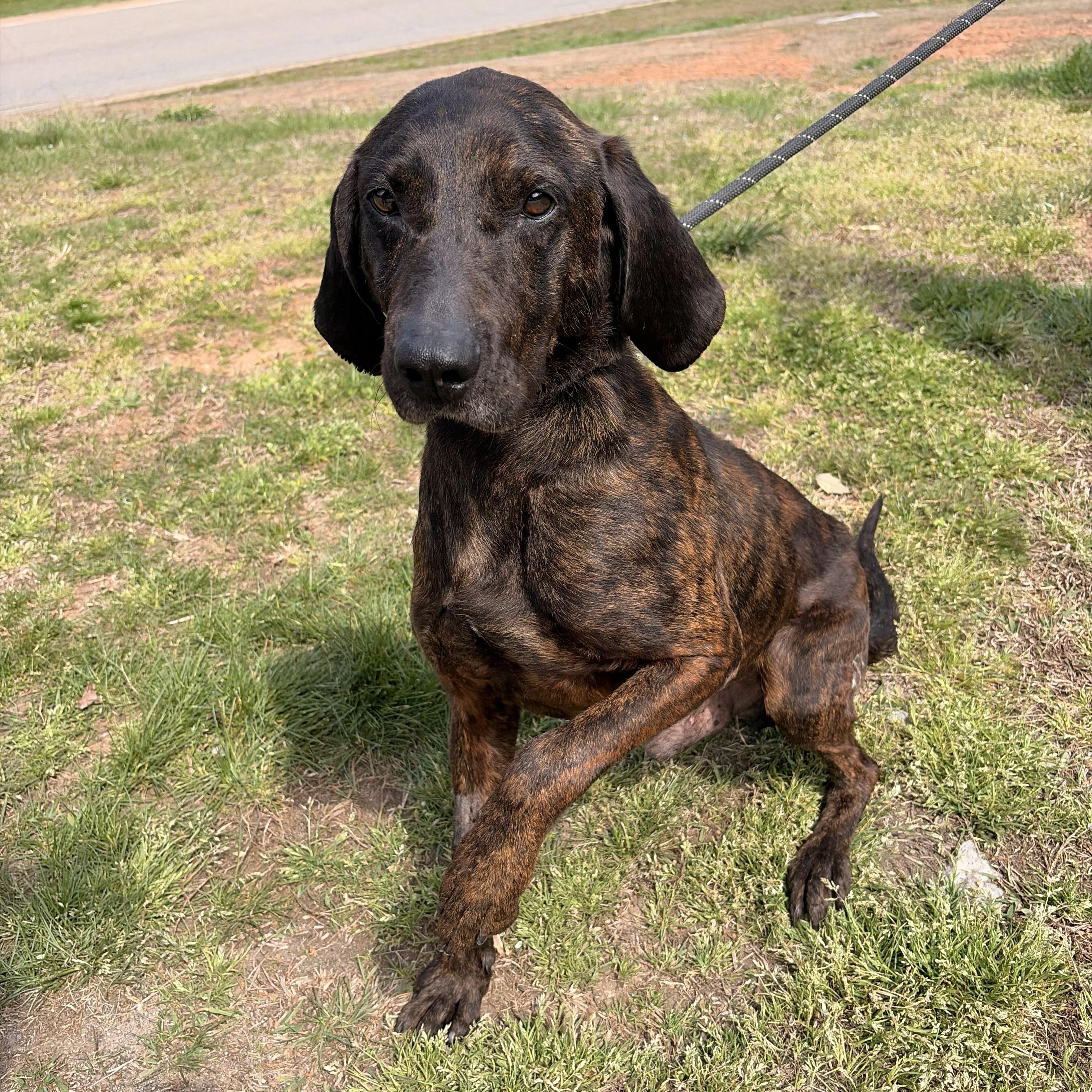 Enlarge Beans, a ADOPTABLE mixed breed in Franklin, NC image 5/5