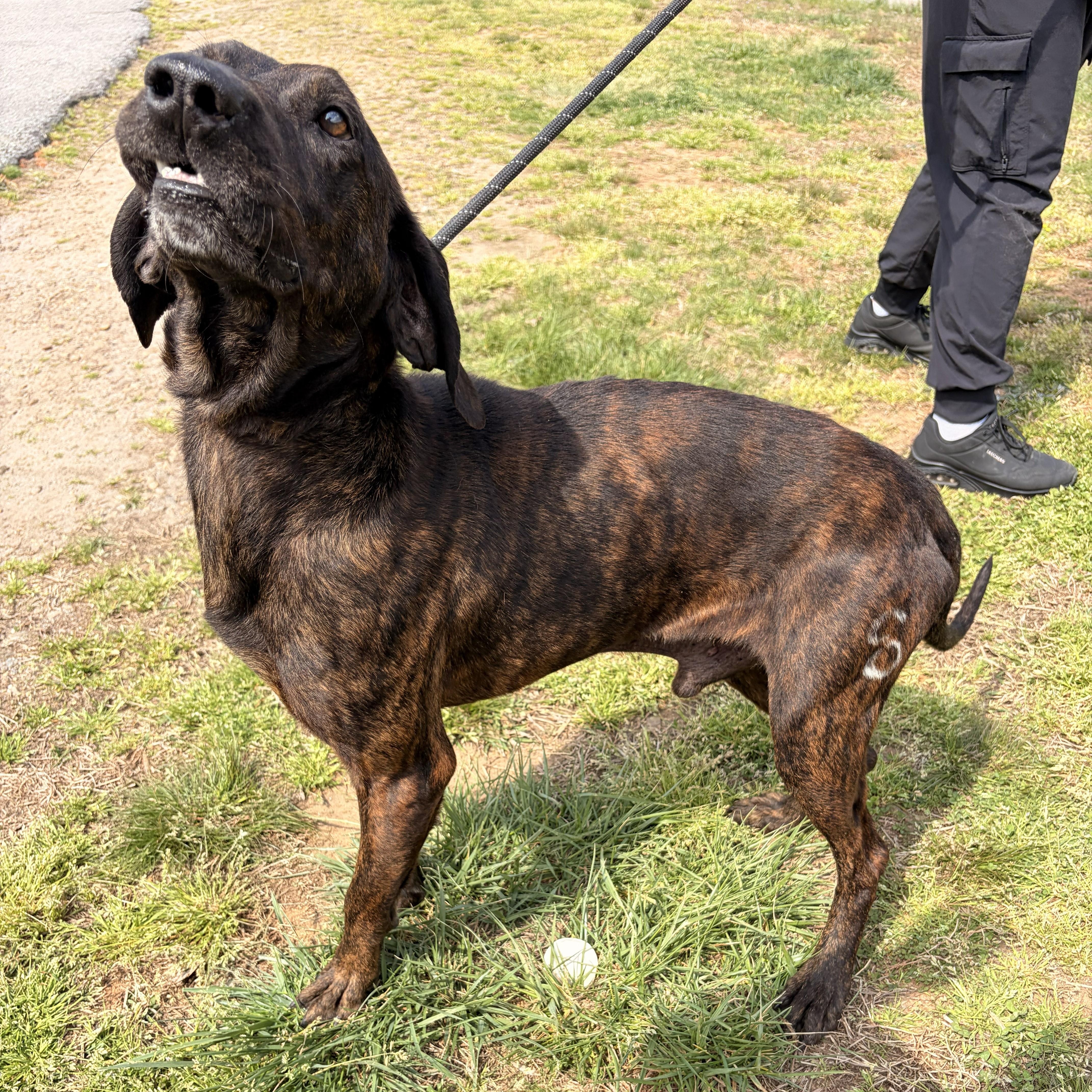 Beans, ADOPTABLE, Adult Male Plott Hound.