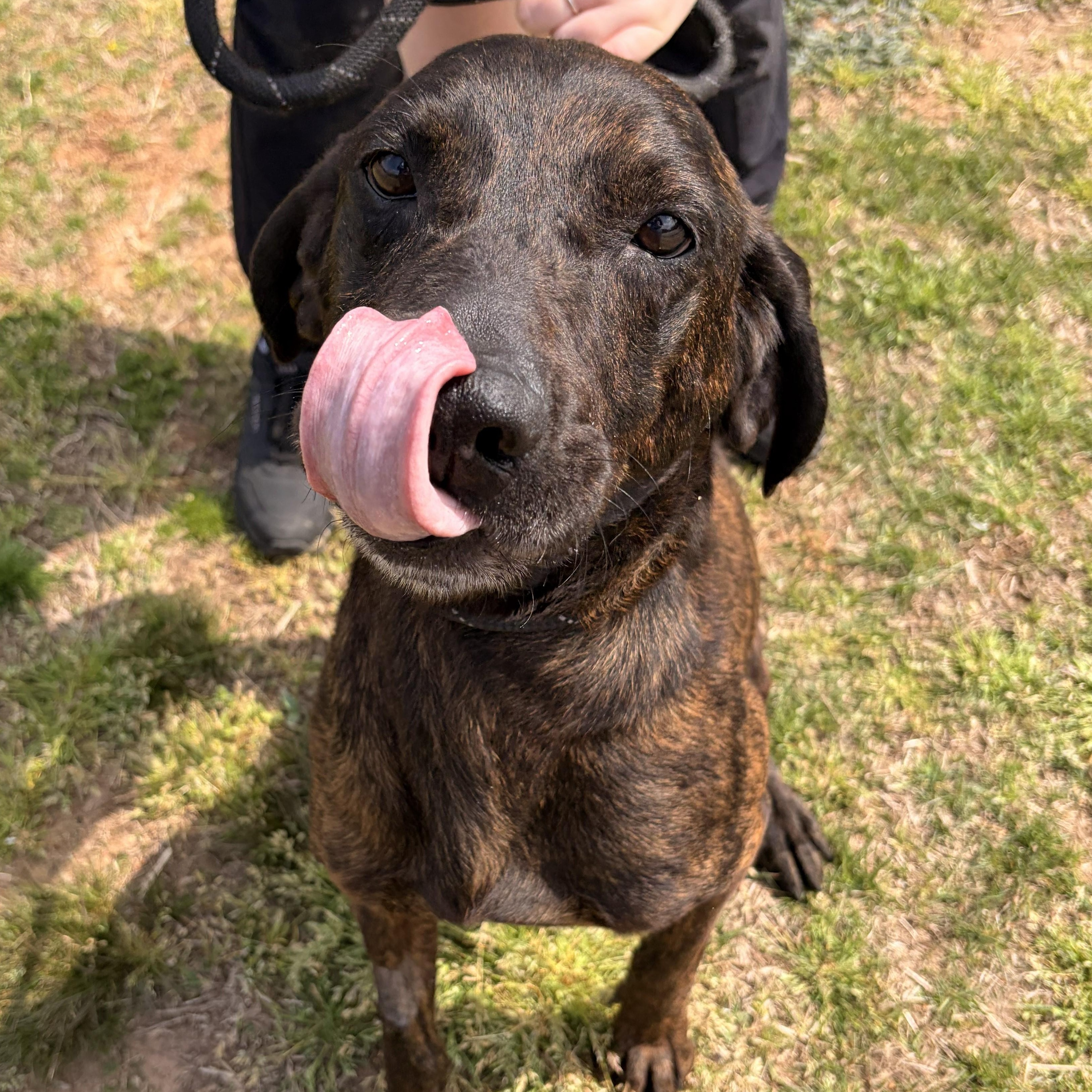 Enlarge Beans, a ADOPTABLE mixed breed in Franklin, NC image 4/5