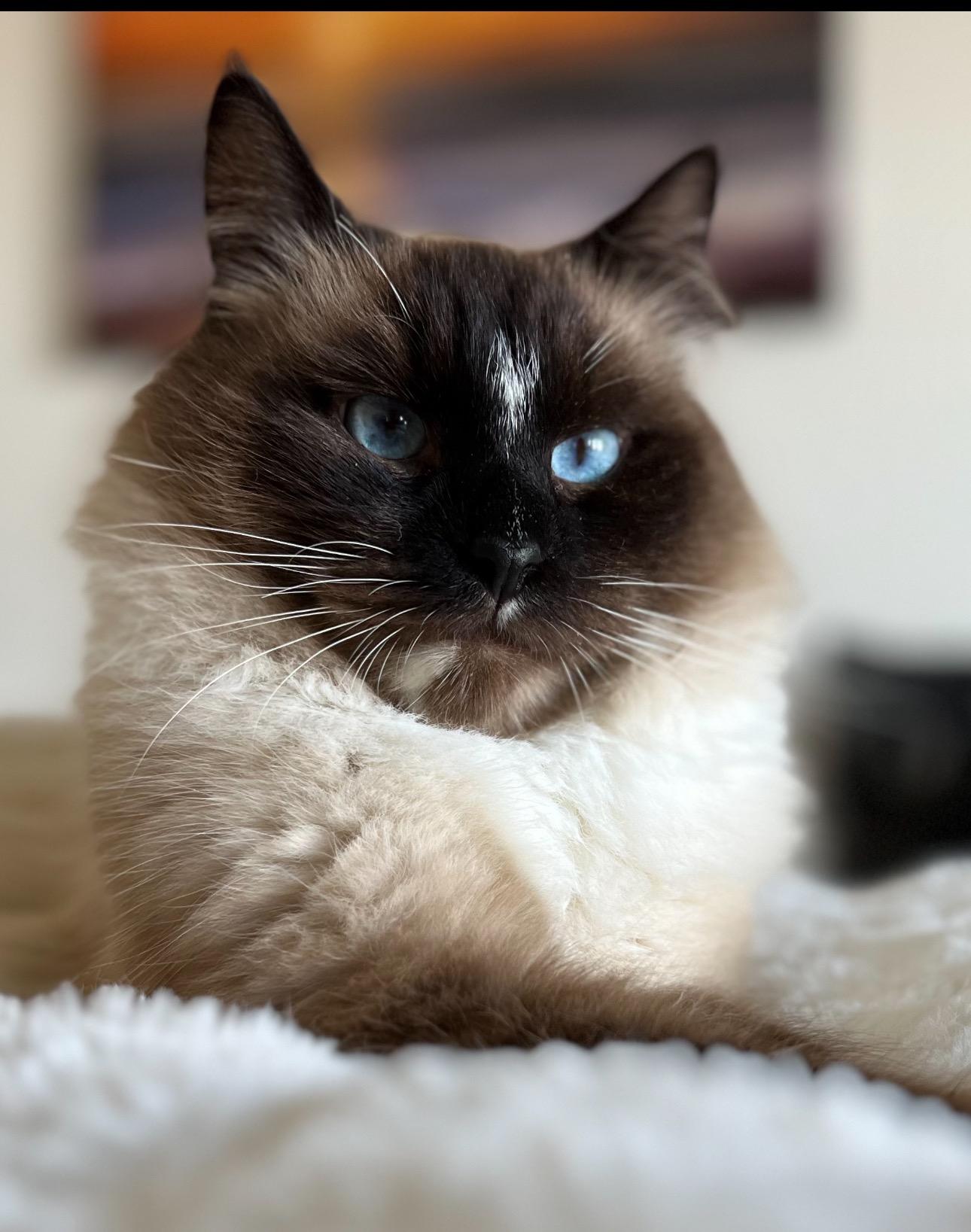 Billy, Adopted, Young Male Siamese.