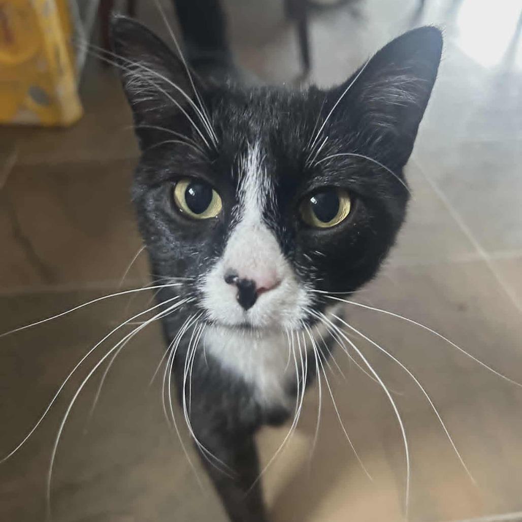 Enlarge Mama, a Adoptable Domestic Short Hair in LYLE, MN image 1/1