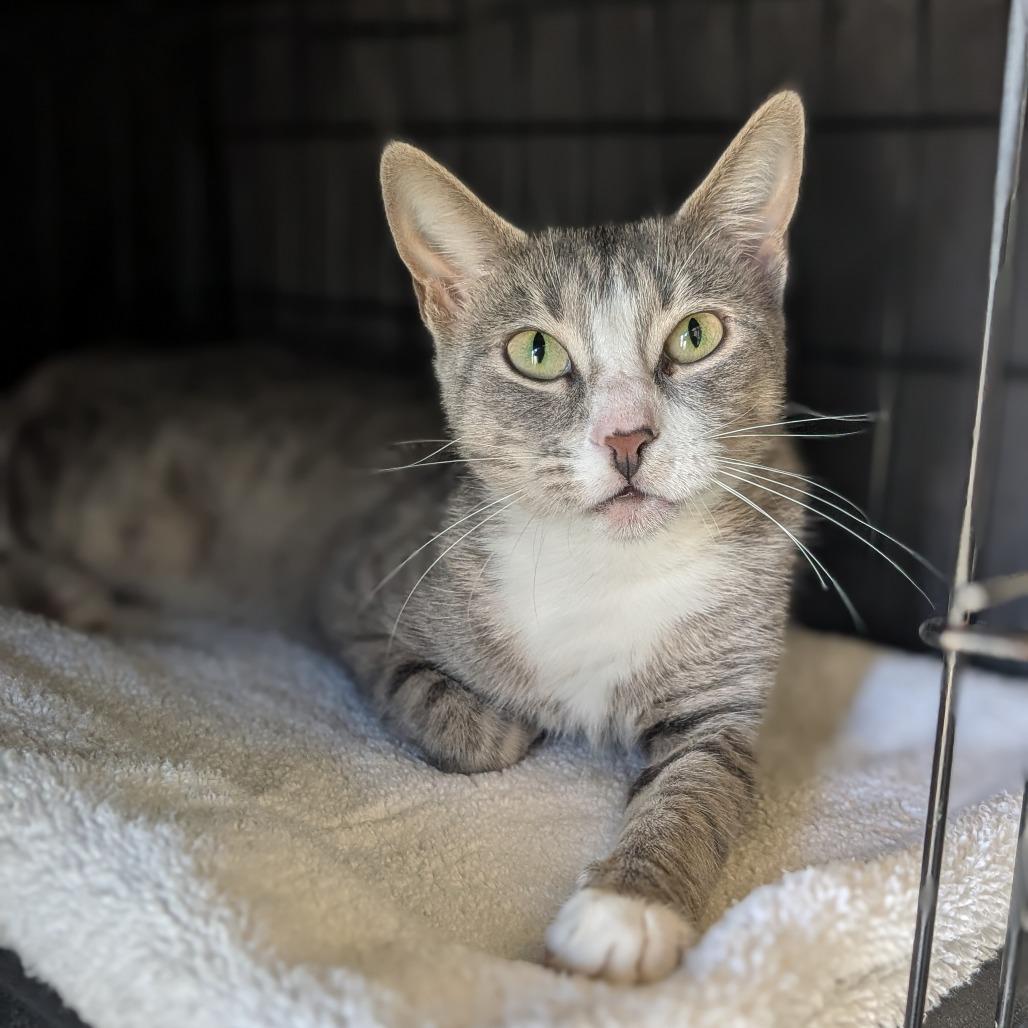 Enlarge Lil, a Adoptable Domestic Short Hair in Fredericksburg, TX image 1/1