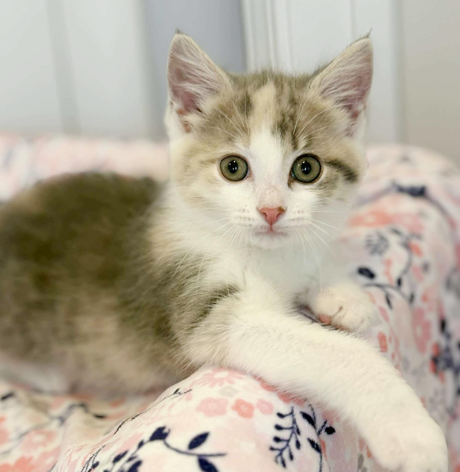 Our fosters are have so many kittens are now big enough to be adopted They are anywhere from 8 to