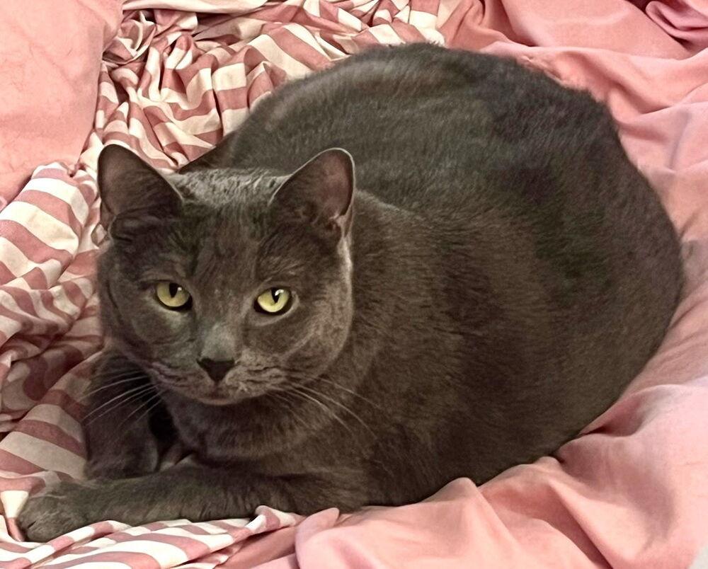 Enlarge Margot, a Adoptable Domestic Short Hair in Westwood, NJ image 1/1