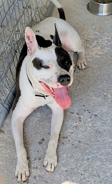 Alphie, a Adoptable mixed breed in Manning, SC image 1/6