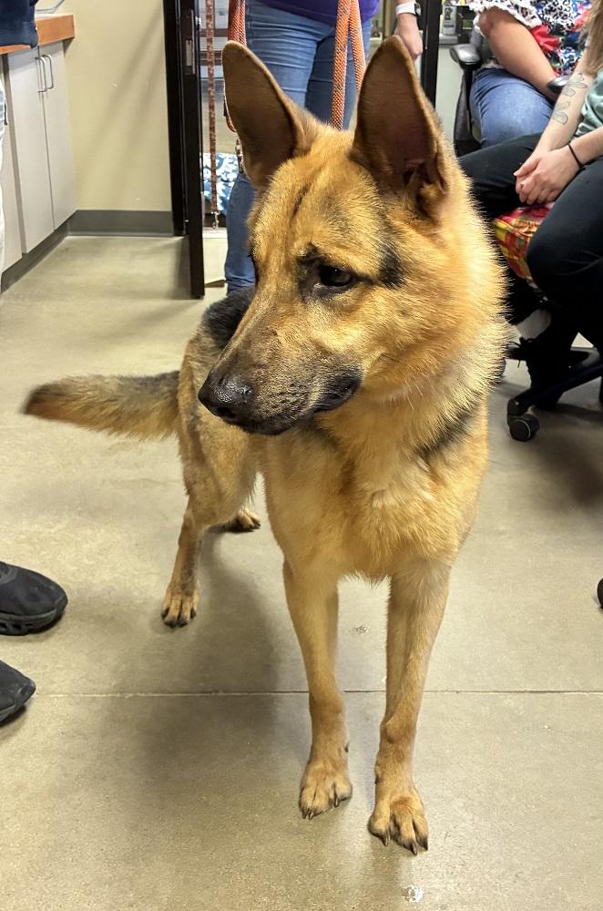 Enlarge Tahoe, an adopted German Shepherd Dog in Mason City, IA image 2/2