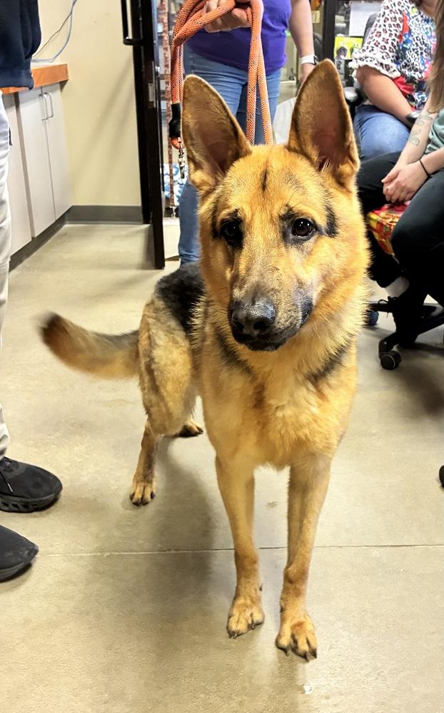 Tahoe, adopted, Adult Male German Shepherd Dog.