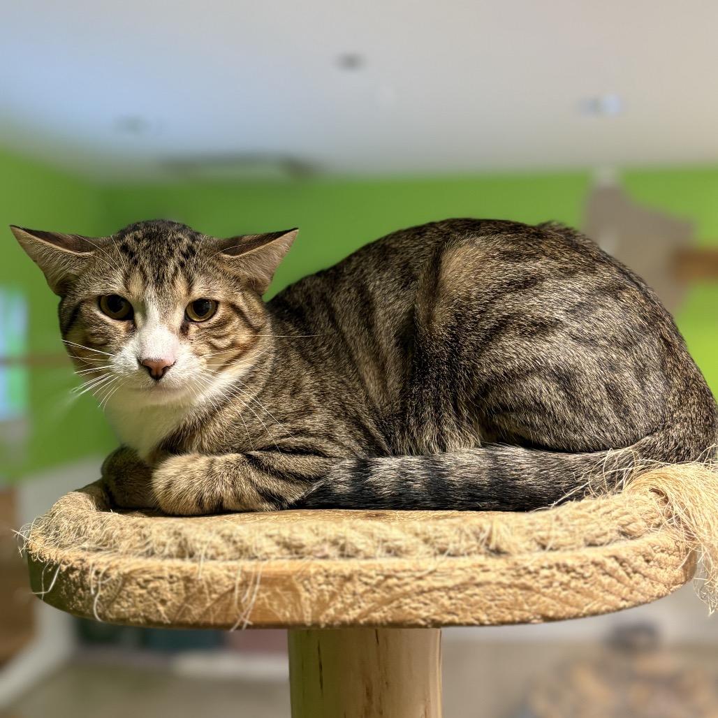 Enlarge Lock, a Adoptable Domestic Short Hair in Chicago, IL image 1/2