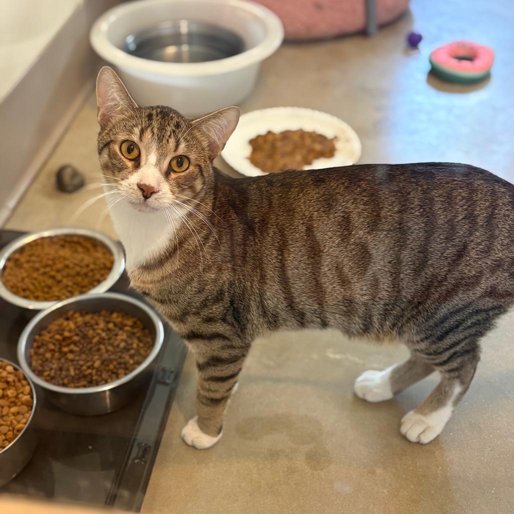 Enlarge Lock, a Adoptable Domestic Short Hair in Chicago, IL image 2/2