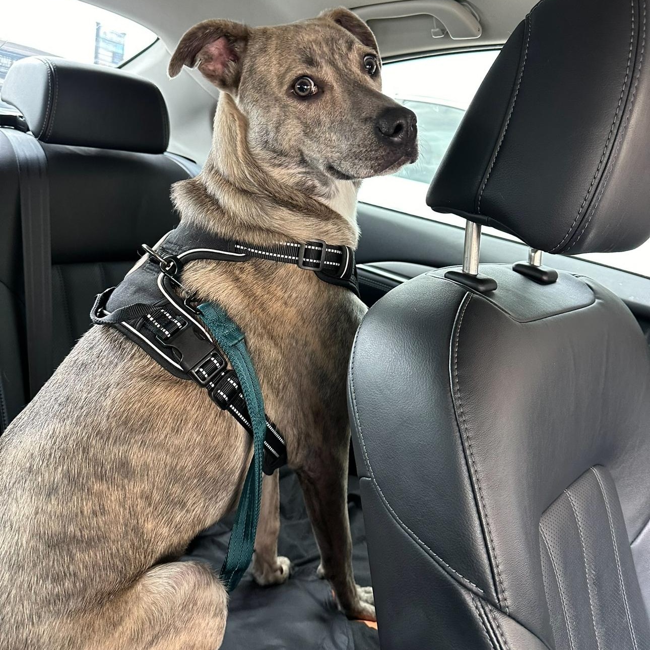 Enlarge Nyla (Ny Ny), a Adoptable mixed breed in Wilmington, NC image 2/6