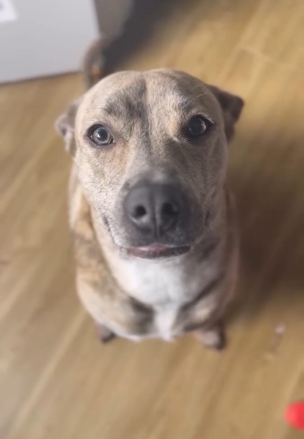 Enlarge Nyla (Ny Ny), a Adoptable mixed breed in Wilmington, NC image 5/6