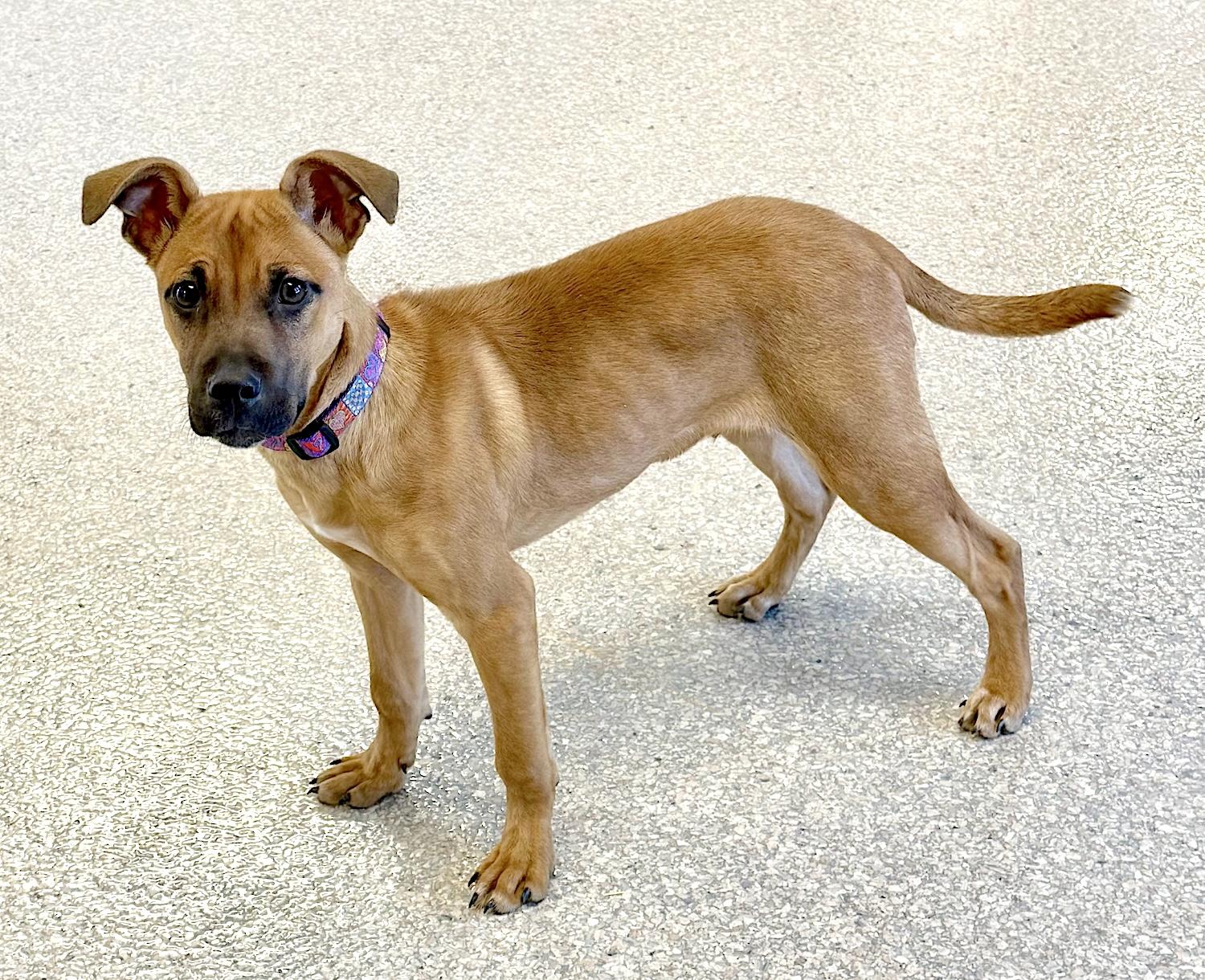 Tator, a ADOPTABLE mixed breed in Bedford, VA image 2/5