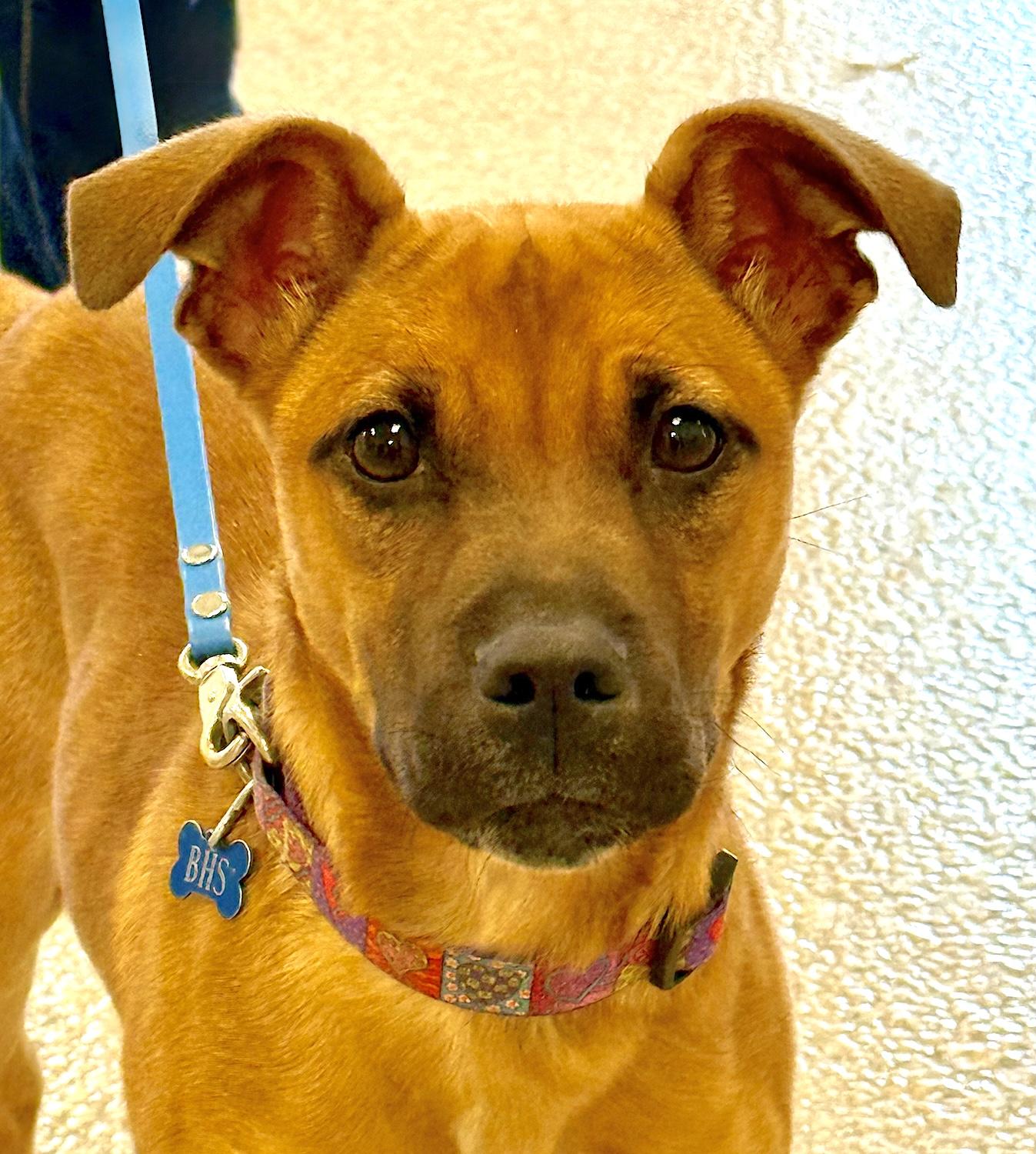 Tator, a ADOPTABLE mixed breed in Bedford, VA image 1/5