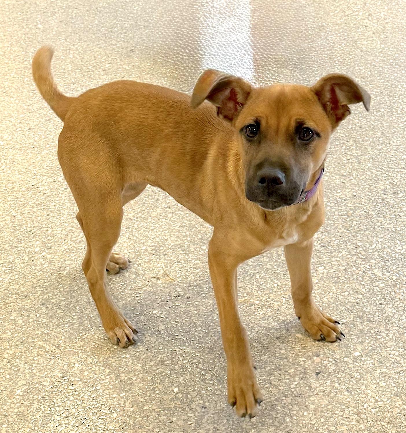 Tator, a ADOPTABLE mixed breed in Bedford, VA image 3/5