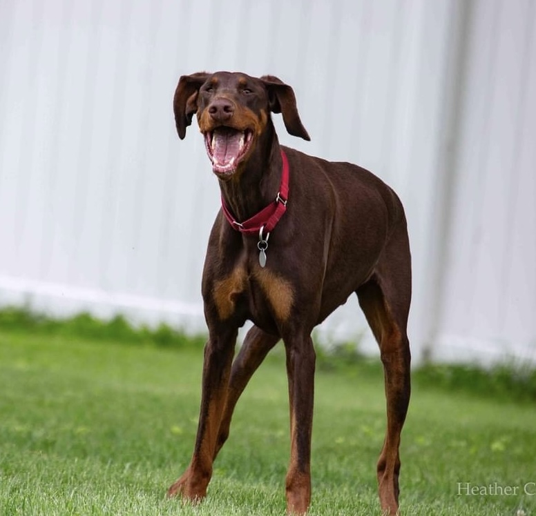 Dog for adoption Winthrop, a Doberman Pinscher in Louisville, KY