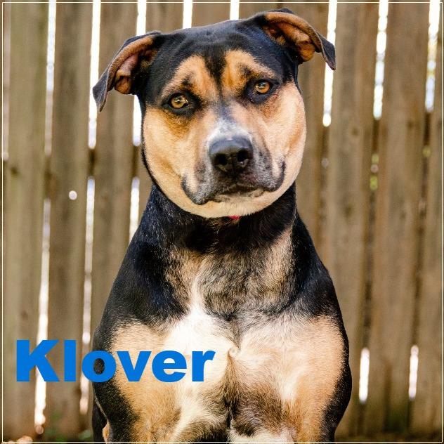 Klover, Adoptable, Adult Female Shepherd & Hound.