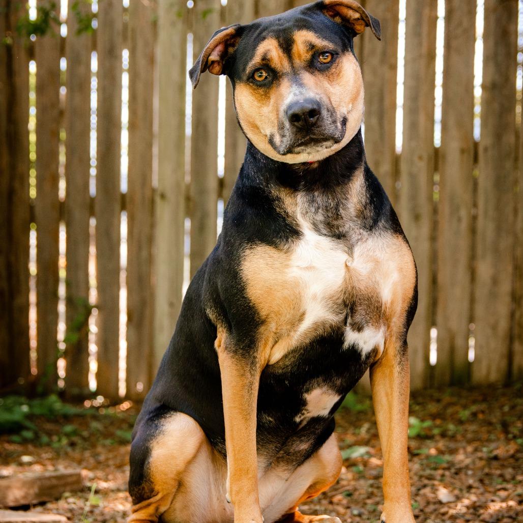 Enlarge Klover, a Adoptable mixed breed in Knoxville, TN image 2/4